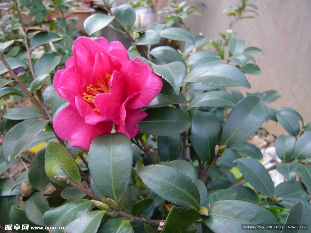 茶花