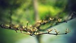 树枝 小花