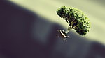 盆栽