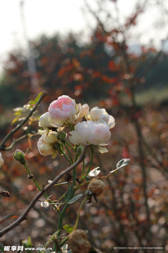 玫瑰花