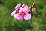 粉色鲜花