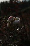 玫瑰花