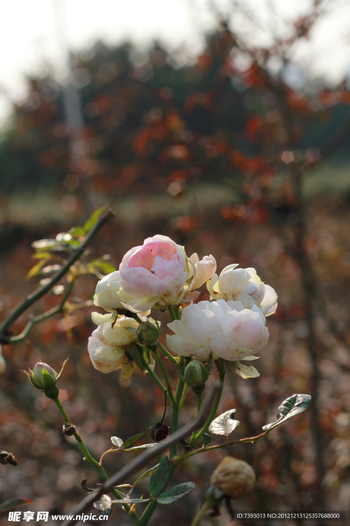 玫瑰花