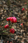 玫瑰花