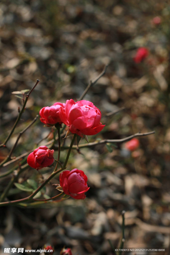 玫瑰花