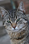 小猫