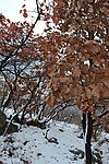 泗沟的薄雪