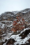 泗沟的薄雪