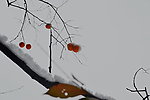 泗沟的薄雪