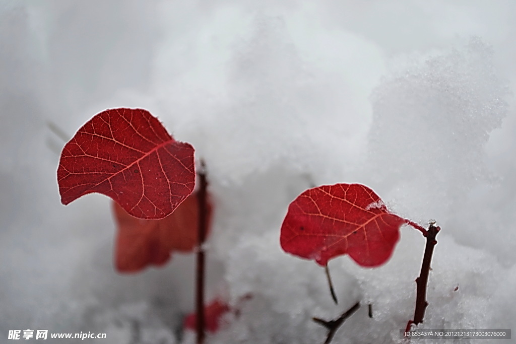 泗沟的薄雪