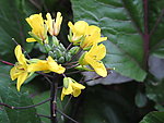 黄色菜花