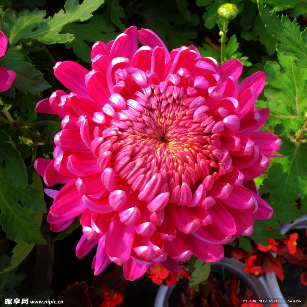 玫瑰红菊花