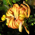 双色菊蓓蕾