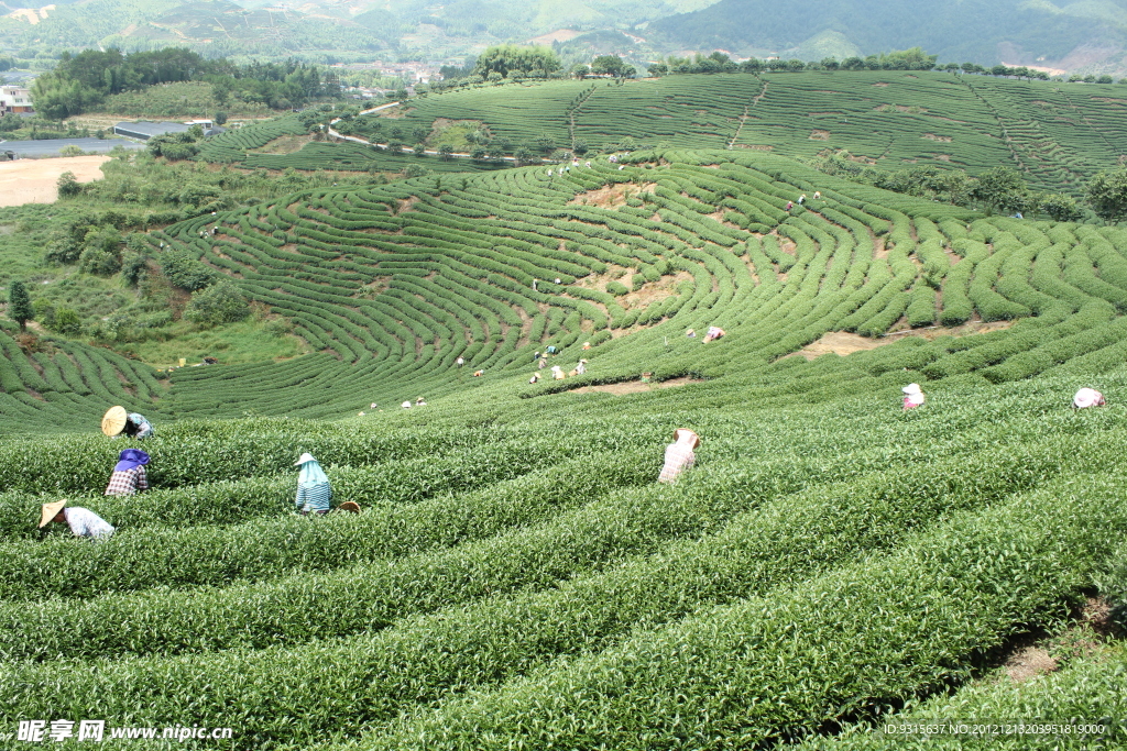 茶山