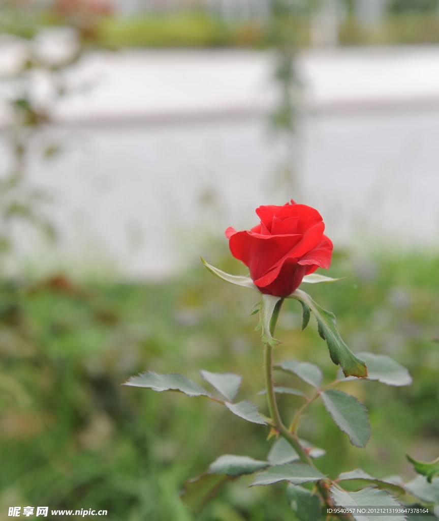 玫瑰花