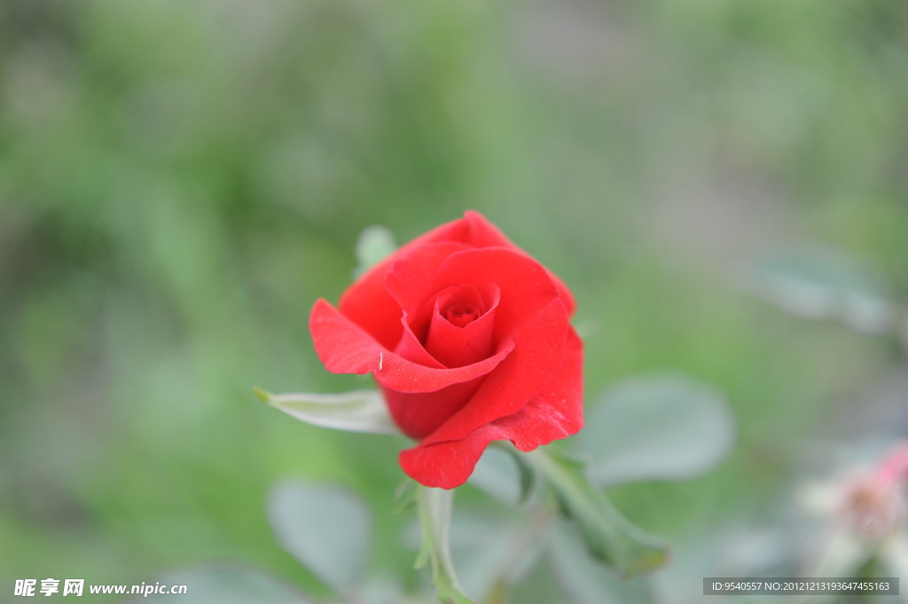 玫瑰花