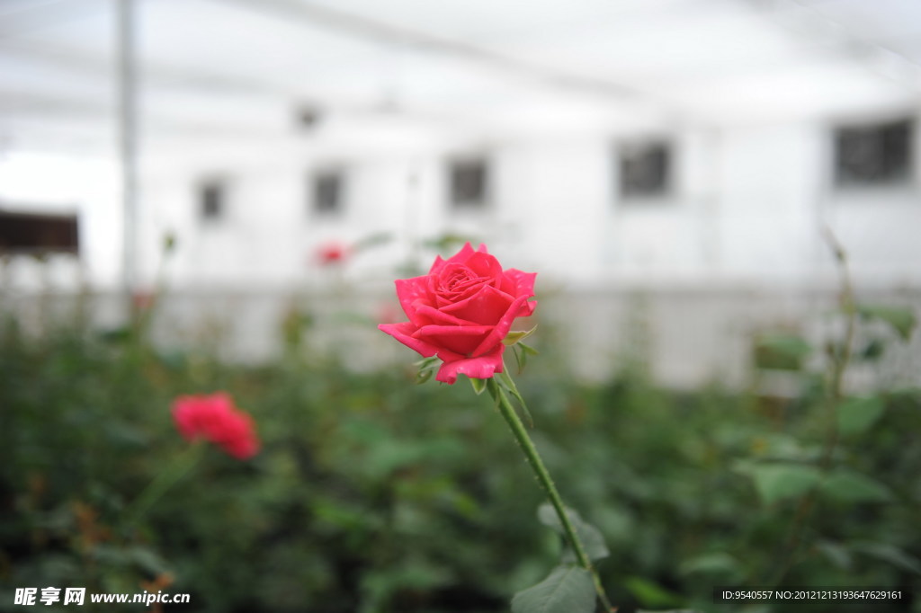 玫瑰花