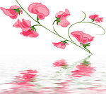 水中花卉