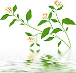水中花草