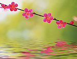 水中花枝