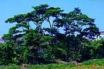 田园树木