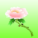 一枝花