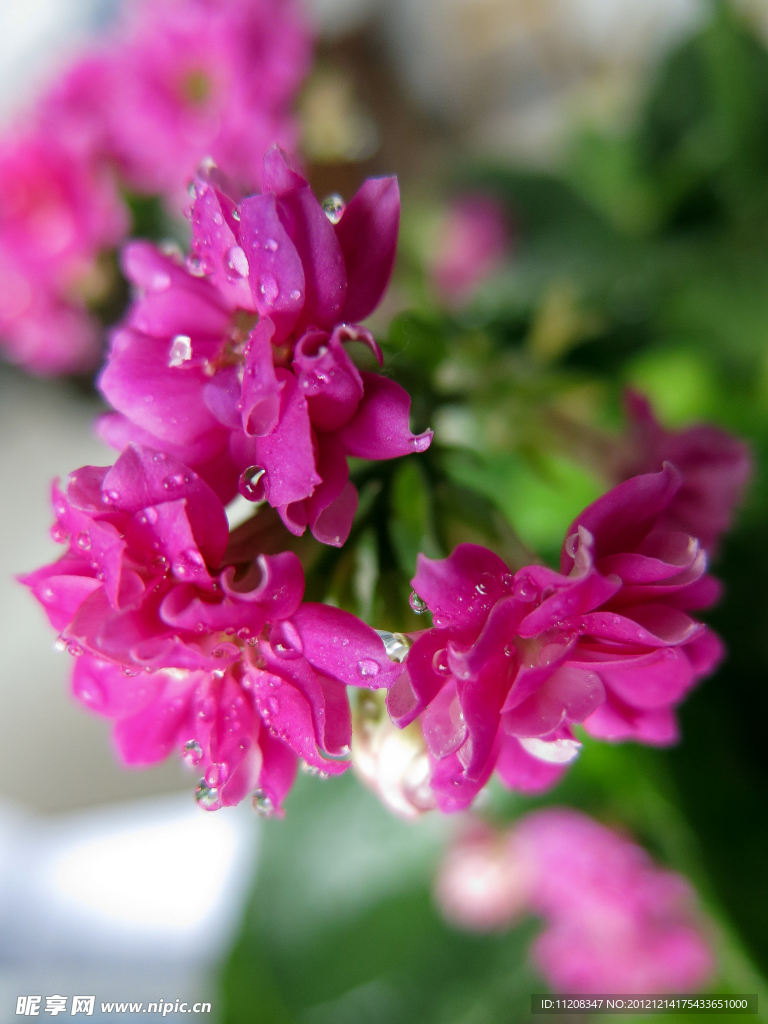 小花