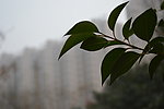 树叶