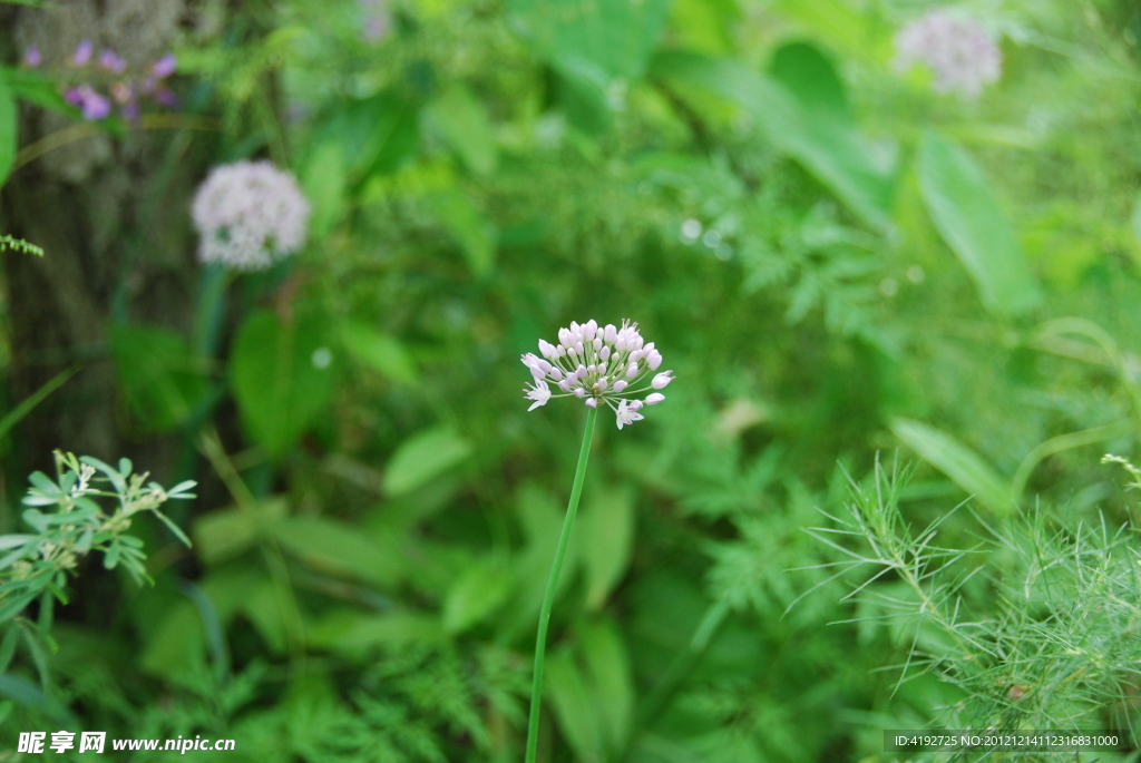 野生韭菜花