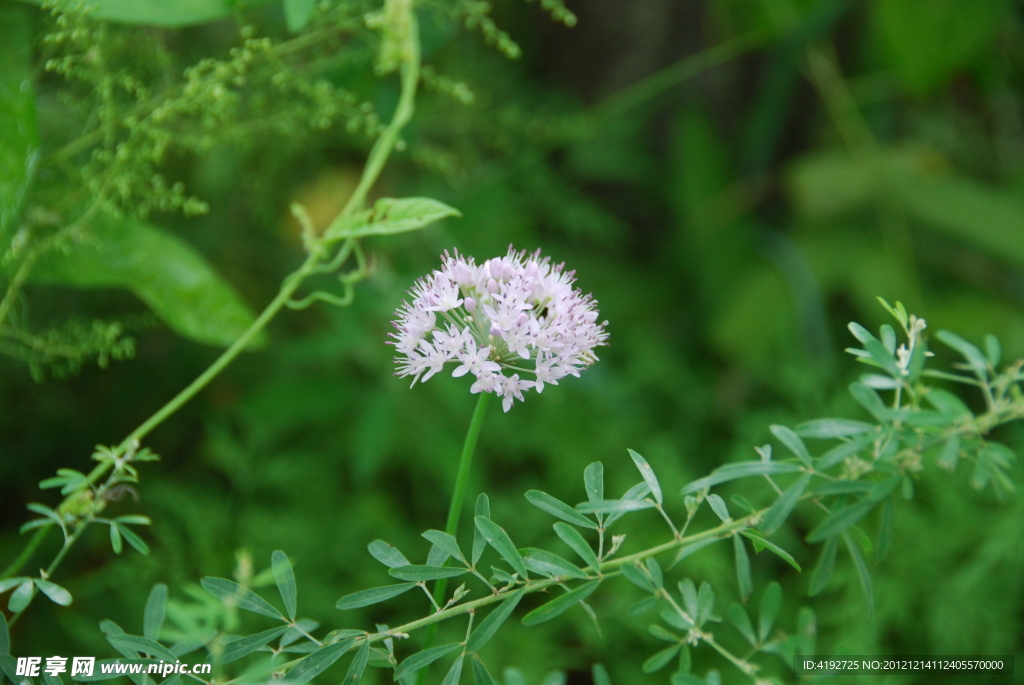 野生韭菜花