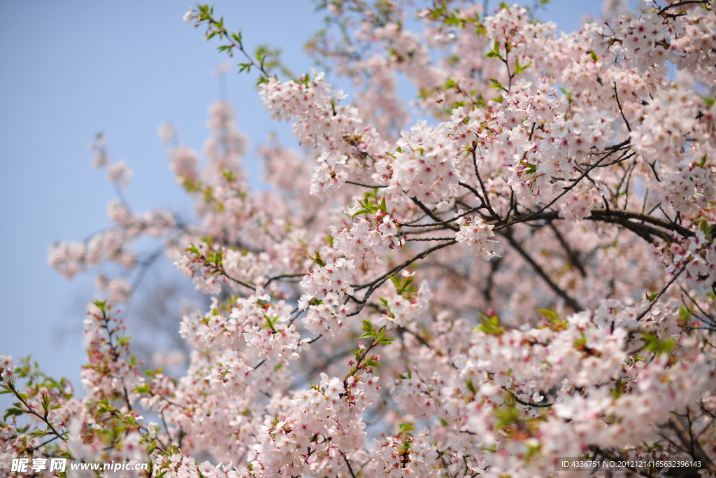 樱花