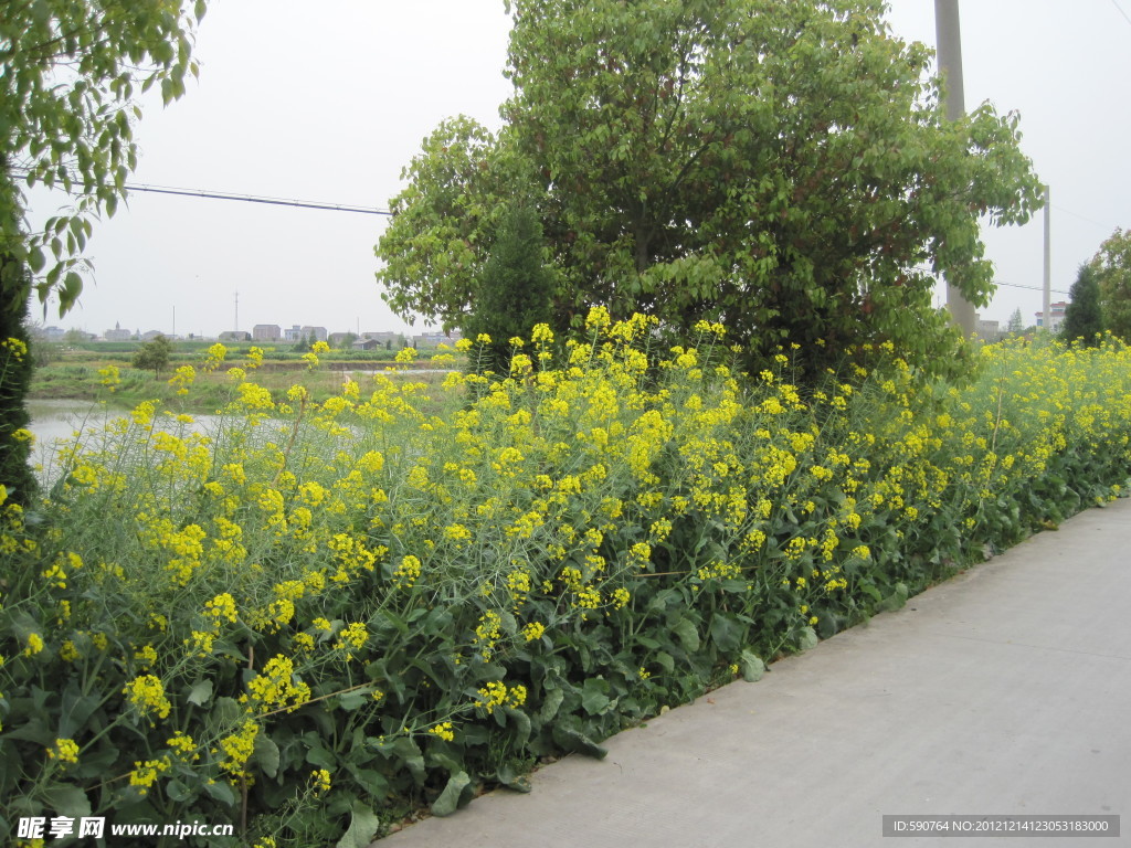 路边油菜花