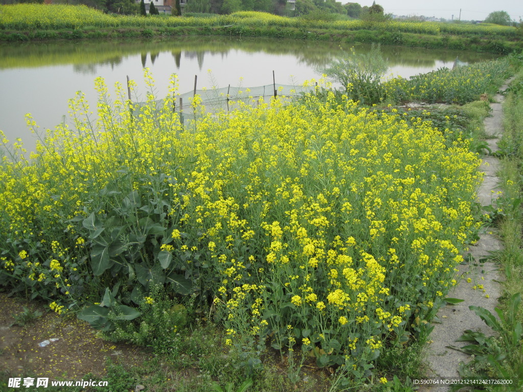 田间油菜花