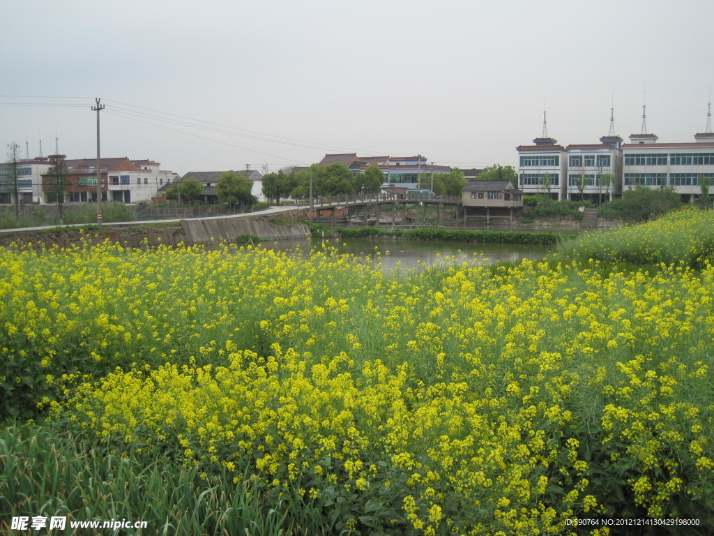 油菜花田