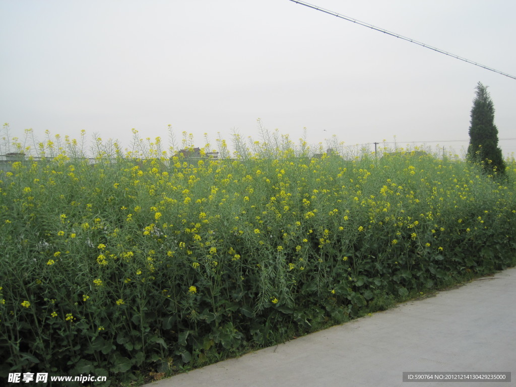 油菜花