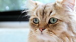 波斯猫