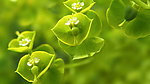 绿色植物