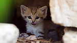 猫咪