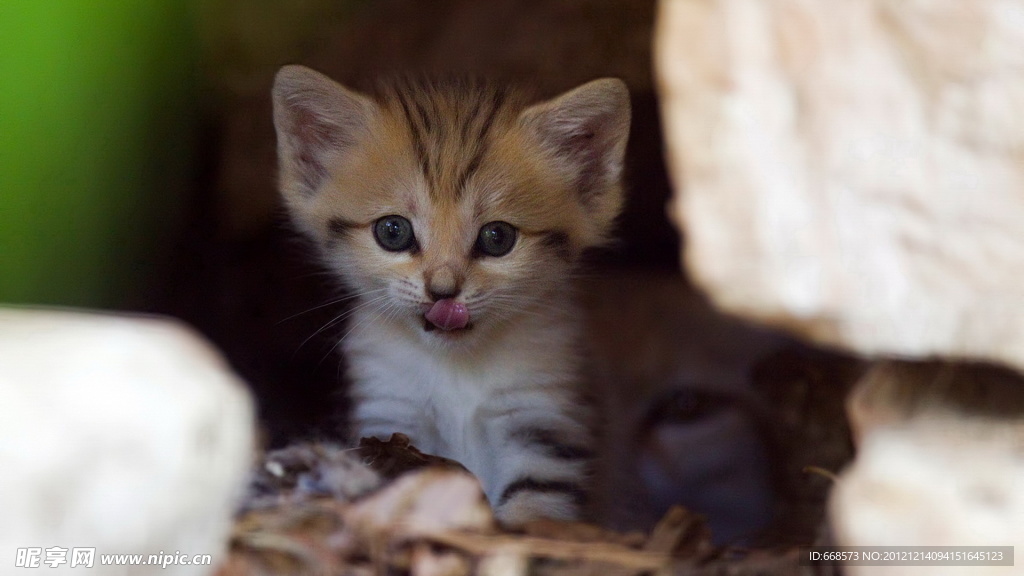 猫咪