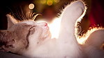猫咪
