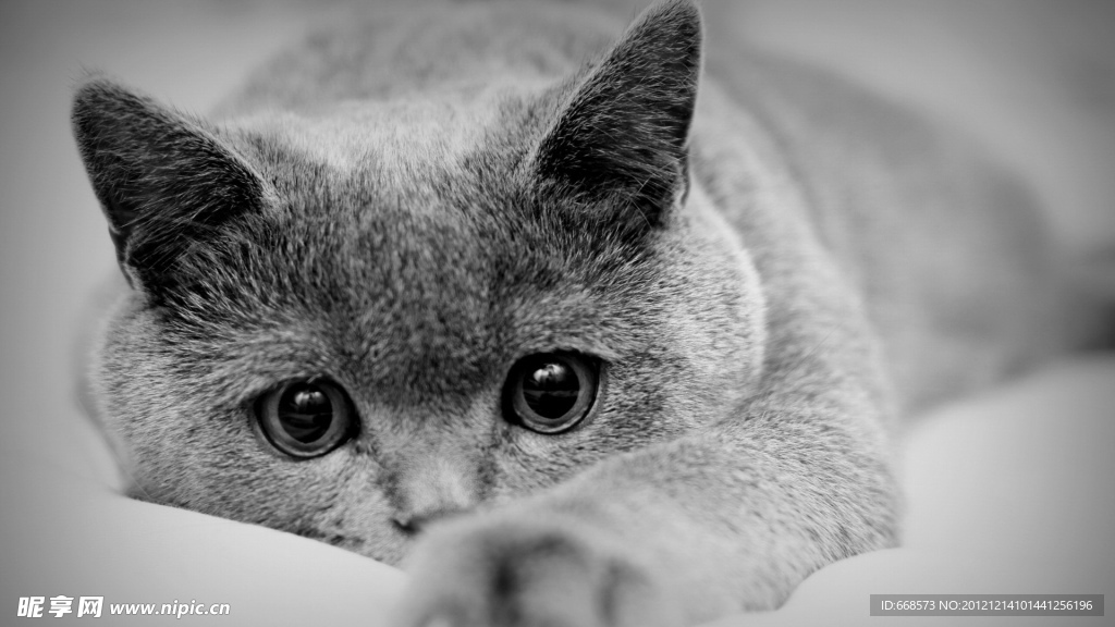 猫咪