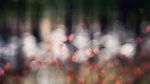 花影重重