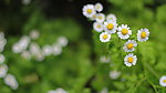 小雏菊