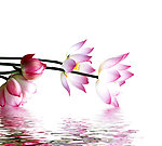 水中荷花