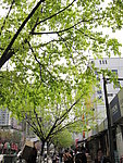 城市里的一片绿