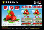 草莓采摘园