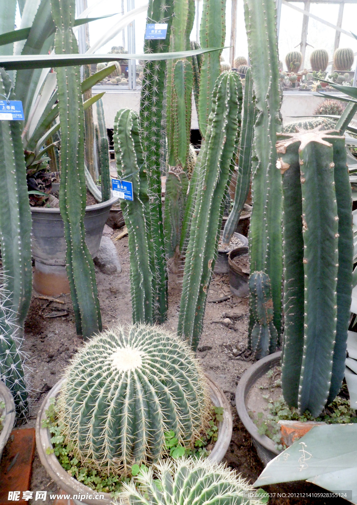 植物盆景仙人球