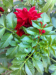 月季花
