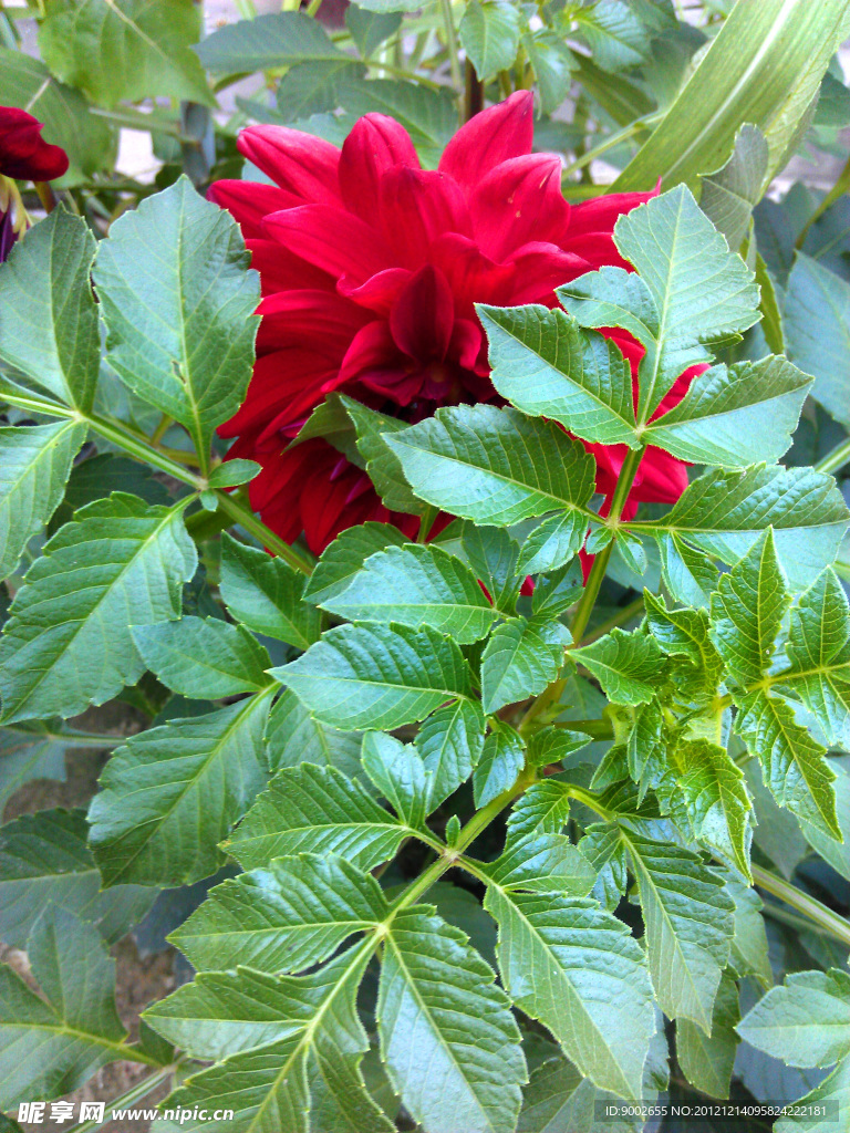 月季花