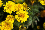 黄色 芙蓉